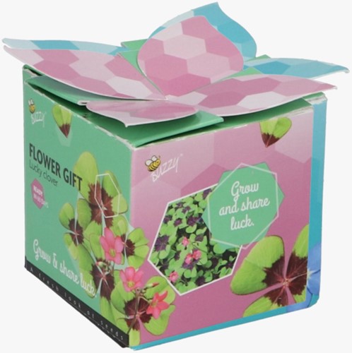 Buzzy Flower Gift (Display 48x) Glücksklee – Trifolium-3