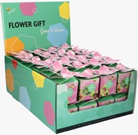 Buzzy Flower Gift Klavertje Vier - Trifolium (1 Doosje)-3