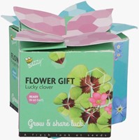 Buzzy Flower Gift (Display 48x) Glücksklee – Trifolium-2