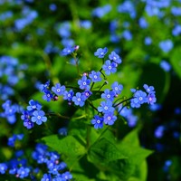 Vergissmeinnicht - Myosotis Personalisierte Werbegeschenke Samen Pakete 2.000 Stück-3