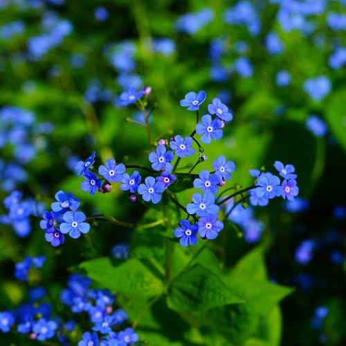 Vergissmeinnicht - Myosotis Personalisierte Werbegeschenke Samen Pakete 2.000 Stück-3