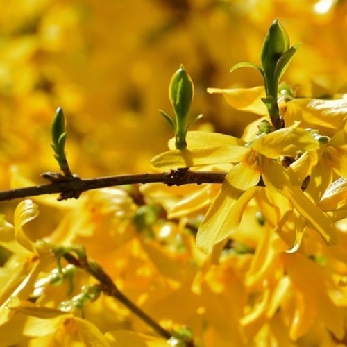 Forsythie Spectabilis - Forsythia intermedia-2
