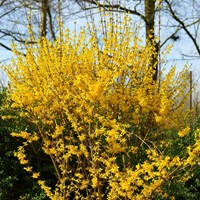 Forsythie Spectabilis - Forsythia intermedia