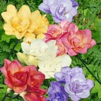 Freesien Gefüllt Mischung - Freesia