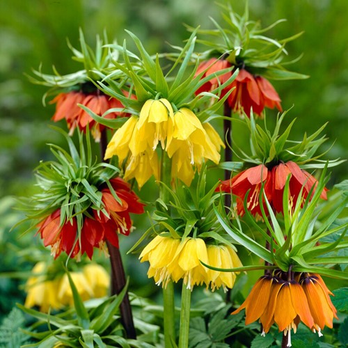 Fritillaria Imperialis Mischung