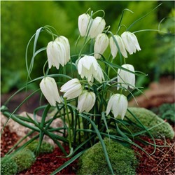 Fritillaria meleagris alba - Kievitsbloem