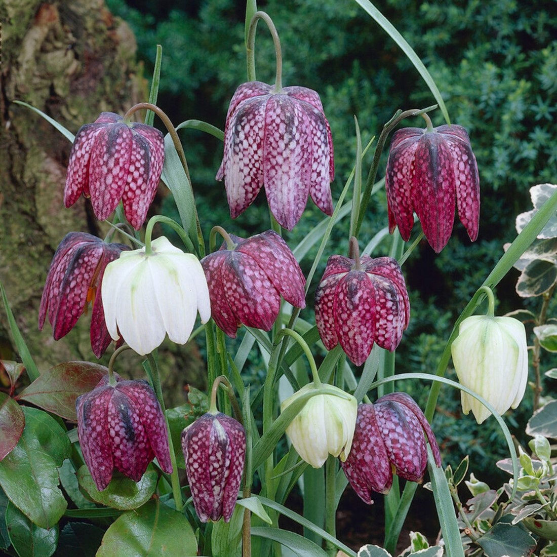 kalanchoe fedtschenkoi variegata Kalanchoe fedtschenkoi variegata – Succulent Gardens main image 1