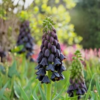 Fritillaria Persica - Keizerskroon (Grootverpakking)