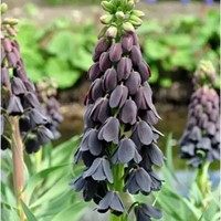 Fritillaria Persica (Großpackung)