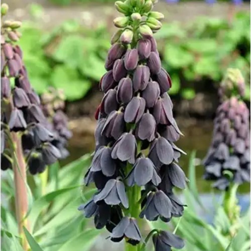 Fritillaria Persica (Großpackung)
