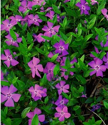 Kleinblättriges Immergrün Atropurpurea - Vinca minor (Sechserpack)