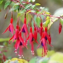 Fuchsia magellanica Riccartonii - Bellenplant
