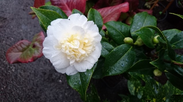 Camellia Japonica Brushfields Yellow Kamelie kaufen? Einfach online