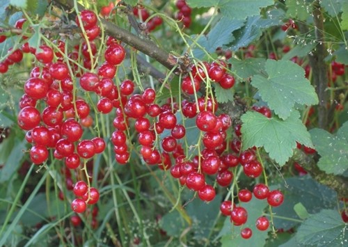 Ribes Rubrum Jonkheer van Tets - Rote Johannisbeere
