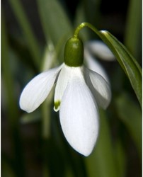 Schneeglöckchen Elwesii - Galanthus
