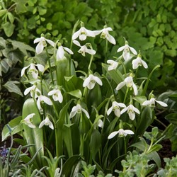 Sneeuwklokjes Elwesii - Galanthus (XL-Verpakking)