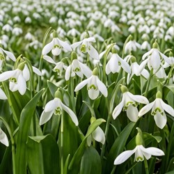 Galanthus woronowii - Woronow-Schneeglöckchen (Großpackung)