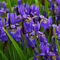 Deutsche Schwertlilie Alcazar - Iris Germanica (Dreierpack)