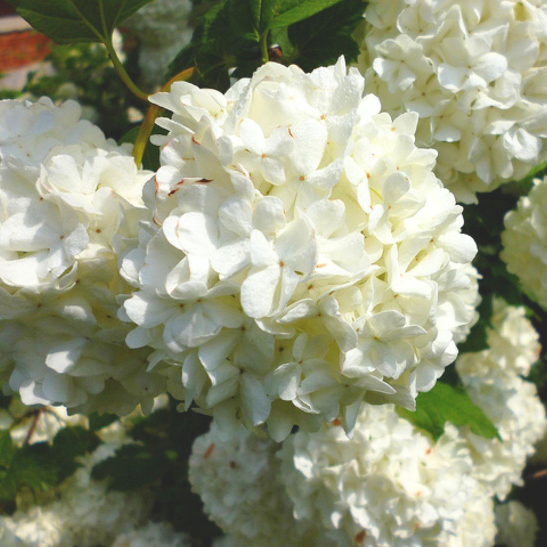 Viburnum Opulus Roseum kaufen? Einfach online bestellen Gartencenter