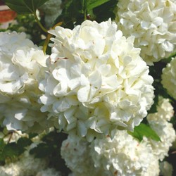 Schneeball Roseum - Viburnum Opulus