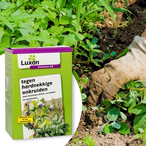 Genoxone ZX gegen hartnäckige Unkräuter 250 ml - Luxan