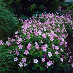 Geranium endressii - Storchschnabel