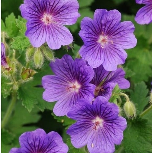 Storchschnabel Rozanne - Geranium