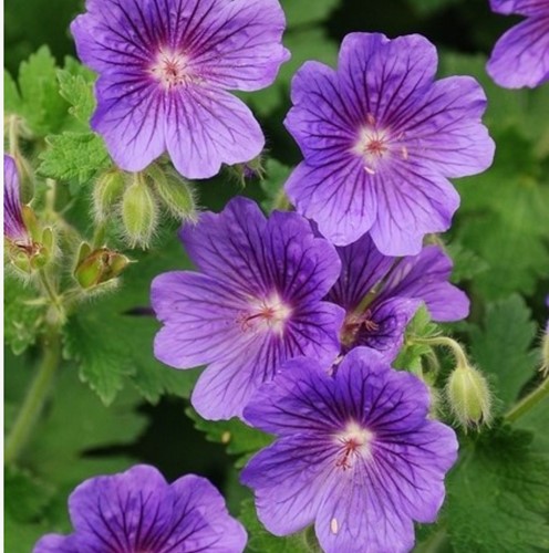 Storchschnabel Rozanne - Geranium (Sechserpack)
