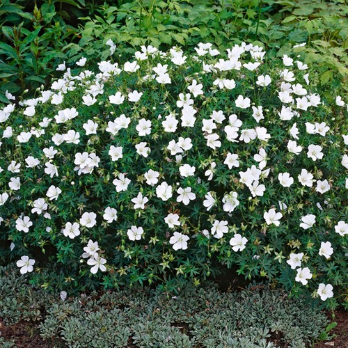 Geranium sanguineum Album - Storchschnabel