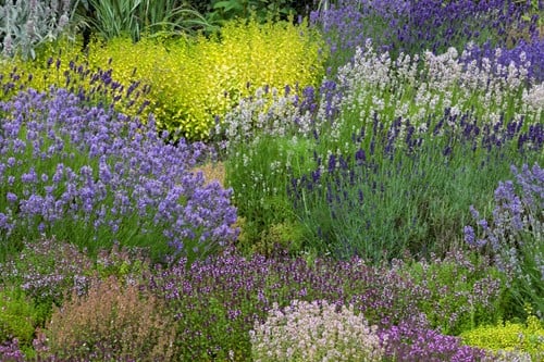 Garten Border Duftendes Beet Modeste Herwig