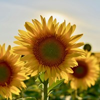 Zonnebloem zakjes persoonlijk bedrukt - 500 stuks-3