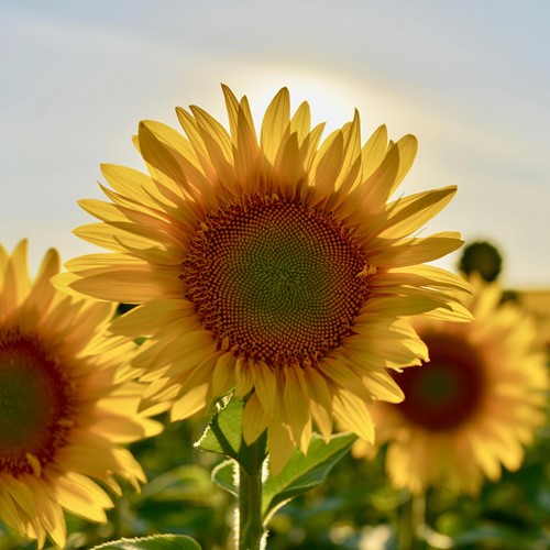 Zonnebloem zakjes persoonlijk bedrukt - 500 stuks-3