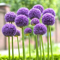 Allium Gladiator – Zierlauch