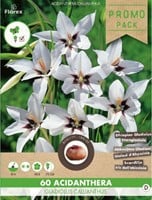 Abessinische Gladiolen (Gladiolus Murielae)-2