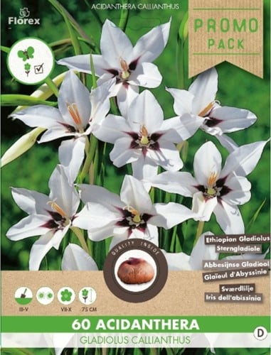 Abessinische Gladiolen (Gladiolus Murielae)-2