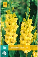Gladiolen Geel Nova Lux - Gladiolus-2