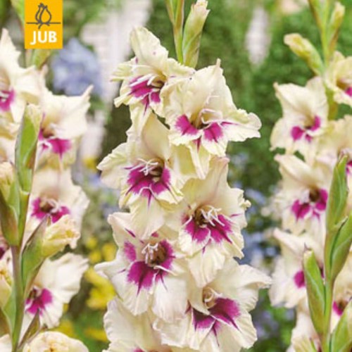 Gladiolus Amber Mistique - Schwertblume