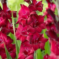 Gladiolus Black Star - Gladiolen