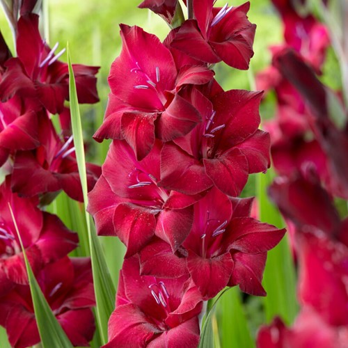 Gladiolus Black Star - Gladiolen