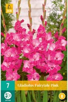Gladiolus Fairytale Pink - Zwaardlelie-2