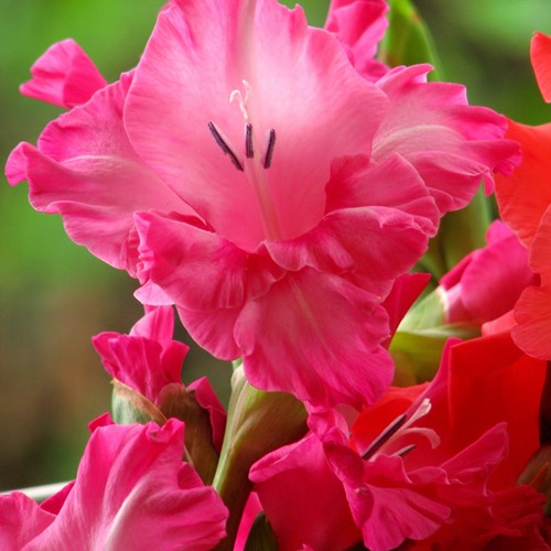 Gladiolus Fairytale Pink - Schwertblume