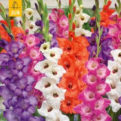 Gladiolus Glamini Mixed