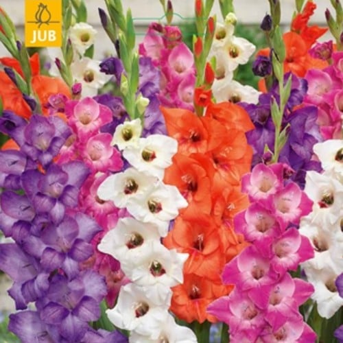 Gladiolus Glamini Mixed