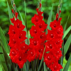 Gladiolus Mascagni – Rode gladiool