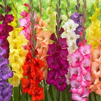 Gladiolen Mix - Gladiolus