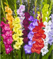 Gladiolen Mix (Grootverpakking) - Gladiolus