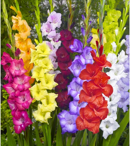 Gladiolen Mischung (Großpackung) - Gladiolus
