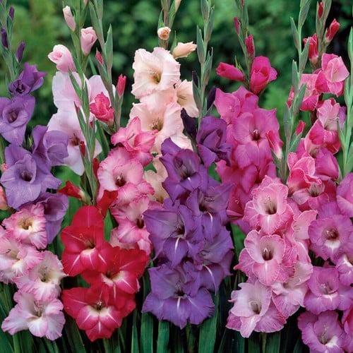 Gladiolus multiflora violett mix – Schwertblume