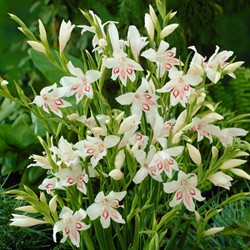 Gladiolus Nymph - Schwertblume