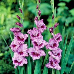 Gladiolus Passos - Schwertblume
